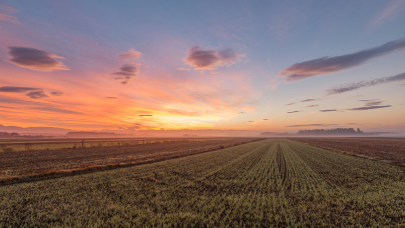 Agropecuária Grama Roxa Ltda